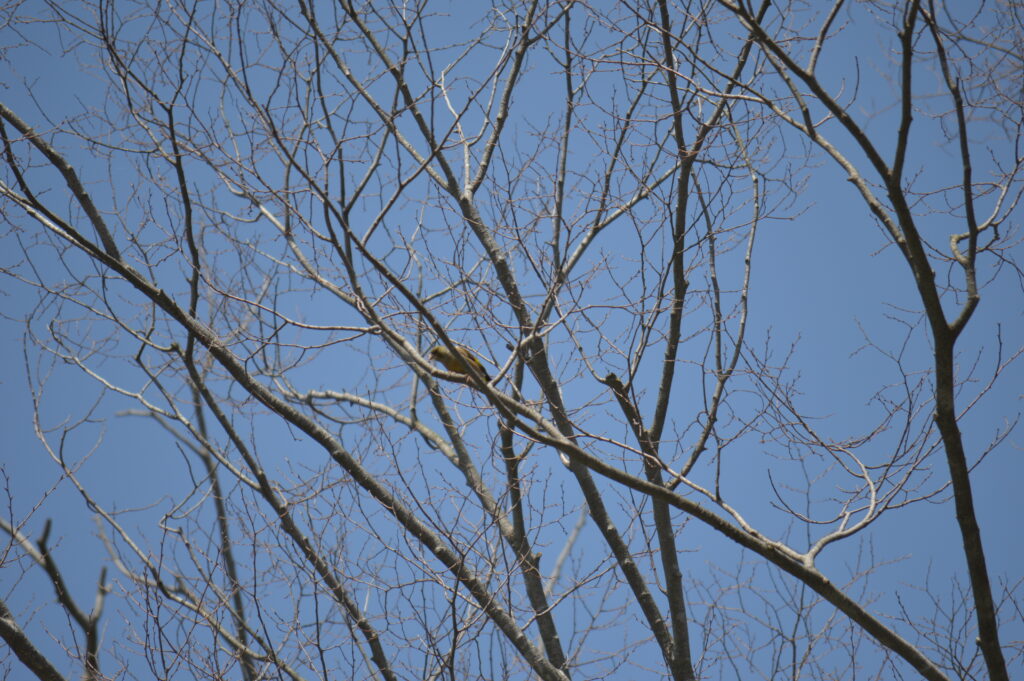 カワラヒワ　2024年4月7日撮影