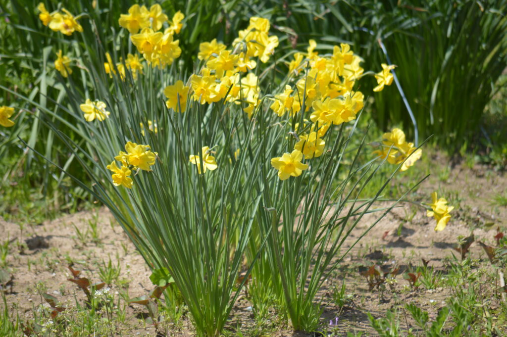 黃水仙　2024年4月7日撮影