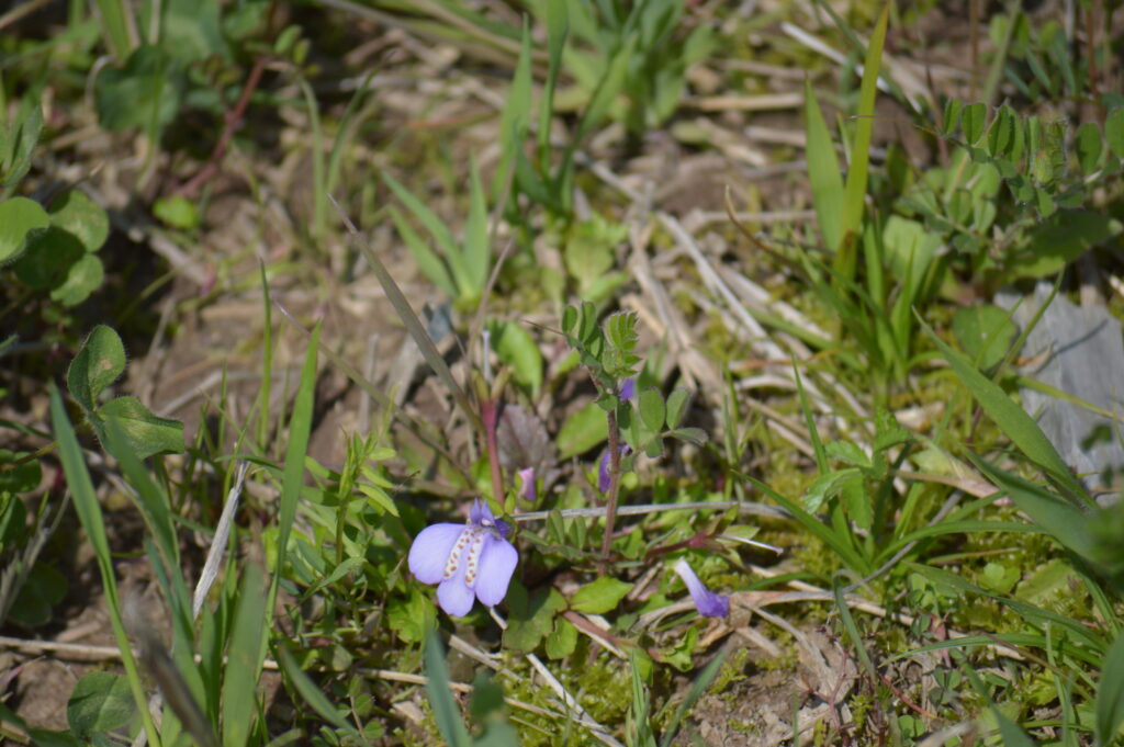 ムラサキサギゴケ　2024年4月7日撮影