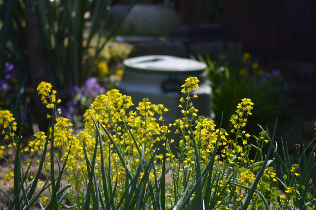 菜の花　2024年4月7日撮影