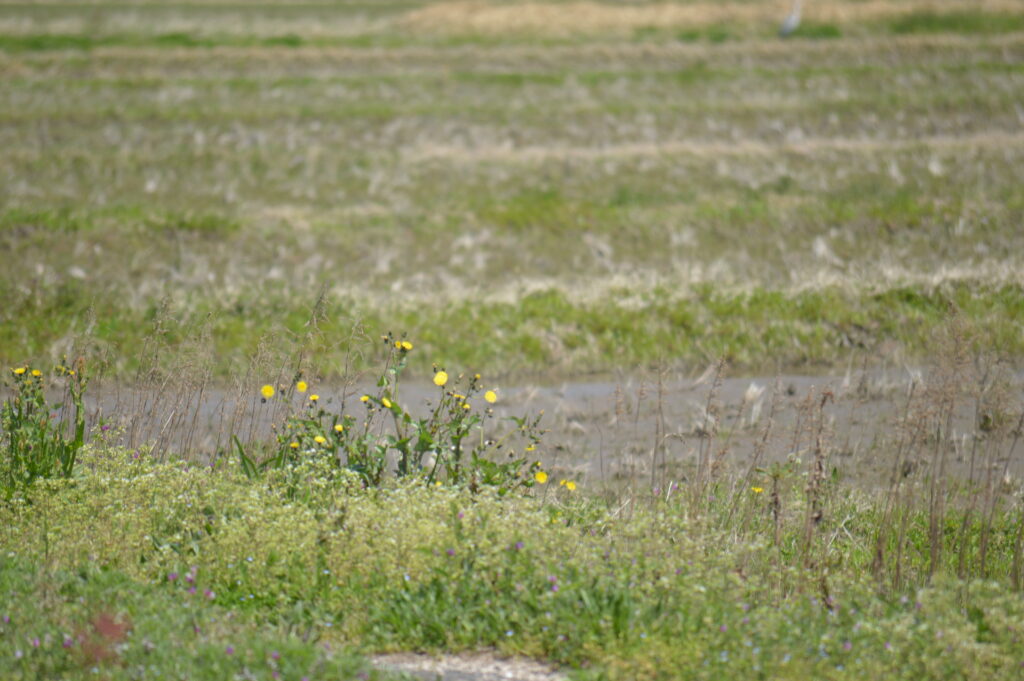 ノゲシ　2024年4月7日撮影