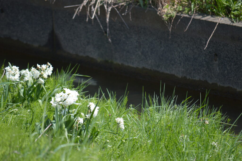 ペーパーホワイト　2024年4月7日撮影