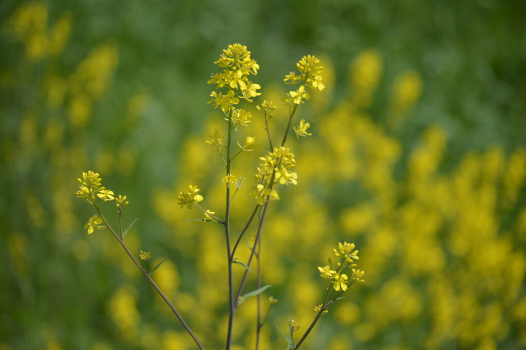 セイヨウカラシナ　2024年4月7日撮影