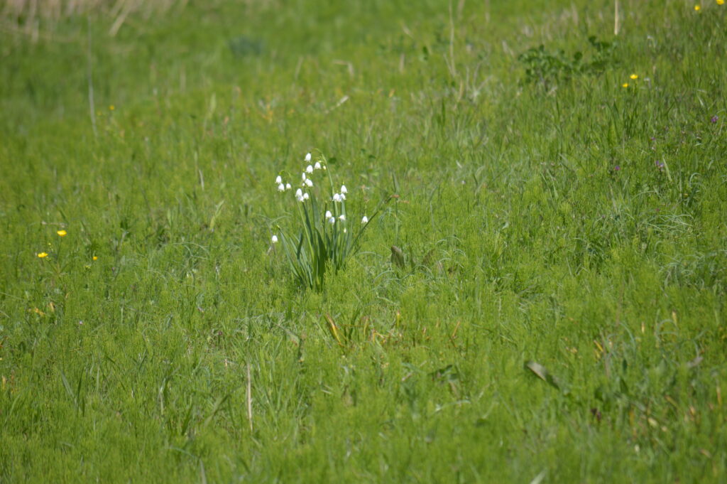 スノーフレーク　2024年4月7日撮影
