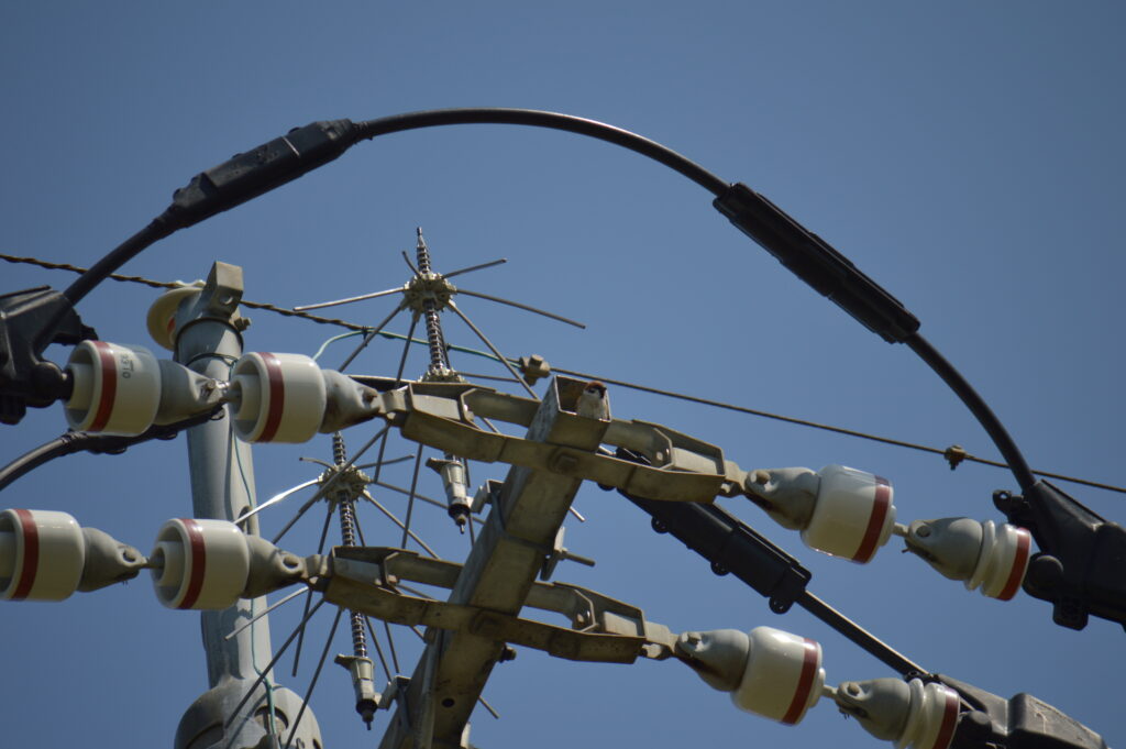 雀　2024年4月7日撮影