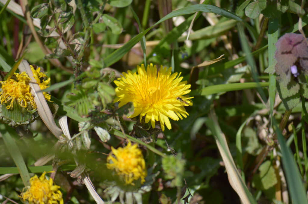 タンポポ　2024年4月7日撮影