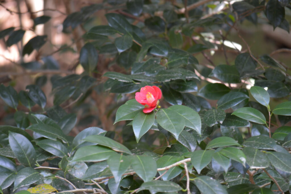 椿　2024年4月7日撮影