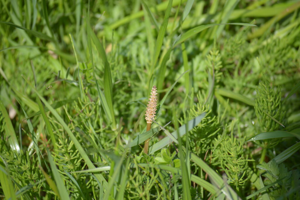 土筆　2024年4月7日撮影