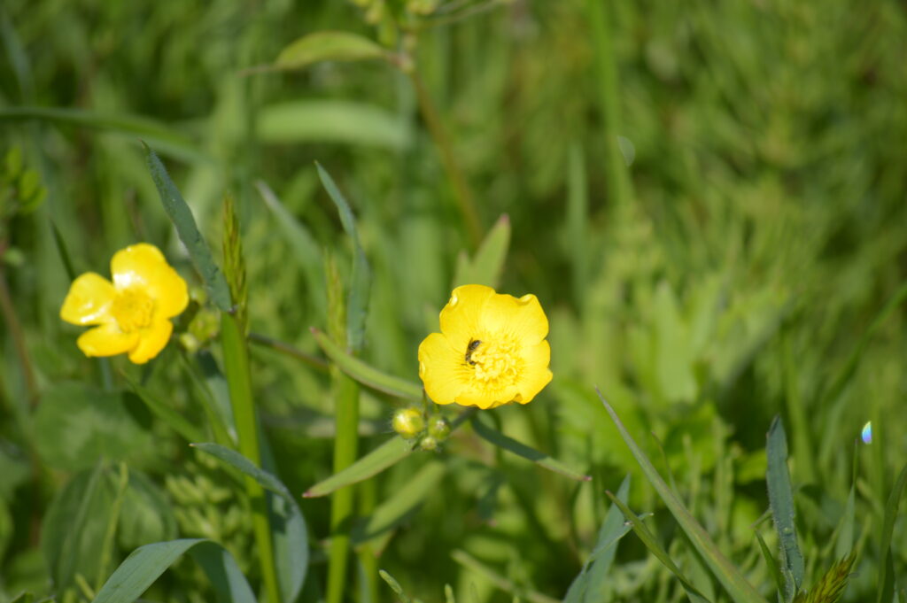 ウマノアシガタ　2024年4月7日撮影