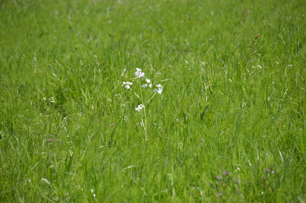 大根の花　2024年4月7日撮影