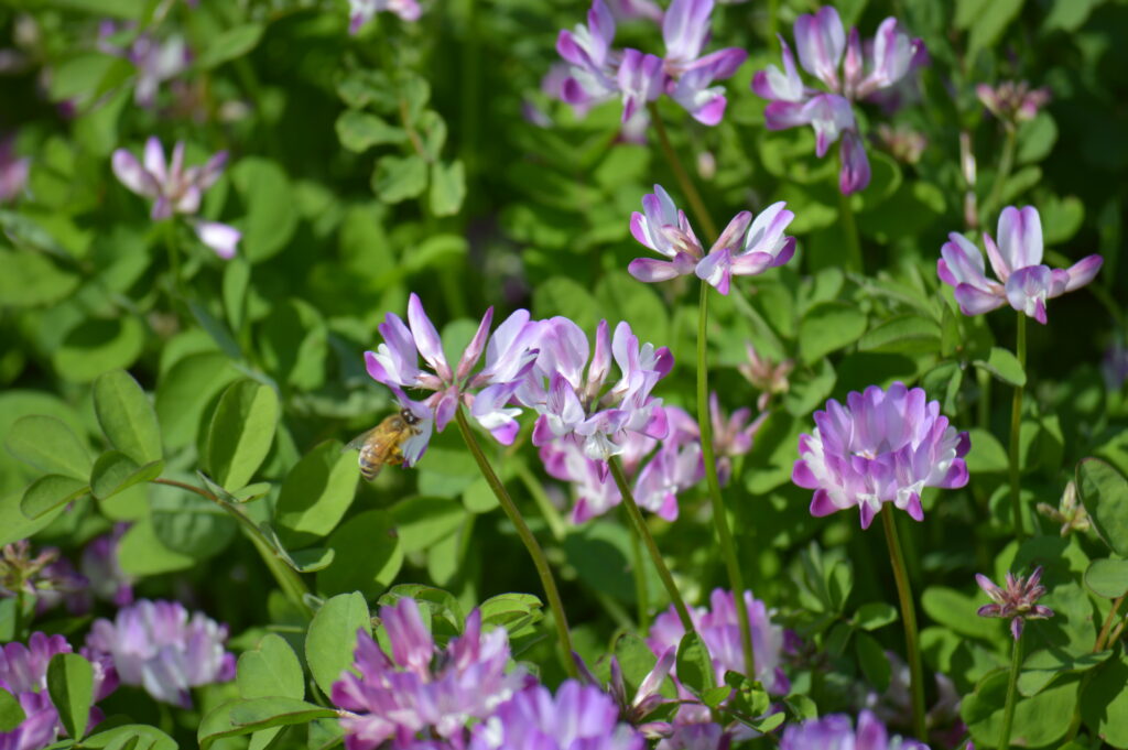 ゲンゲ　2024年4月7日撮影