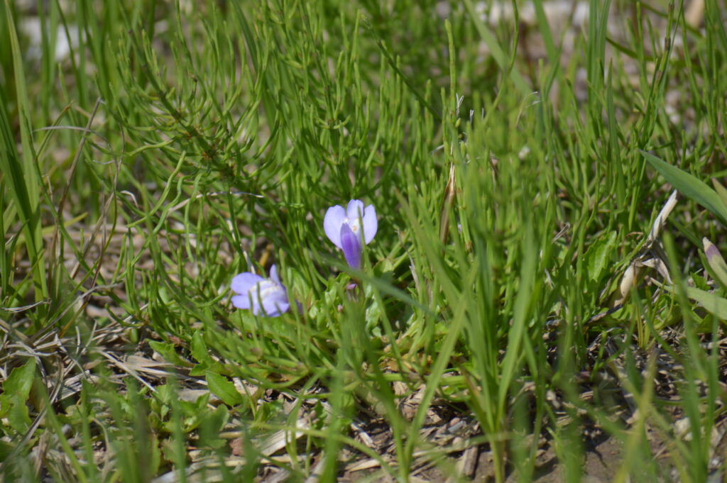 ムラサキサギゴケ　2024年4月7日撮影