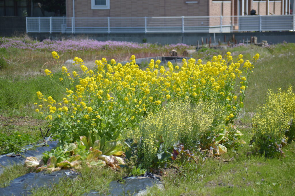 菜の花　2024年4月7日撮影