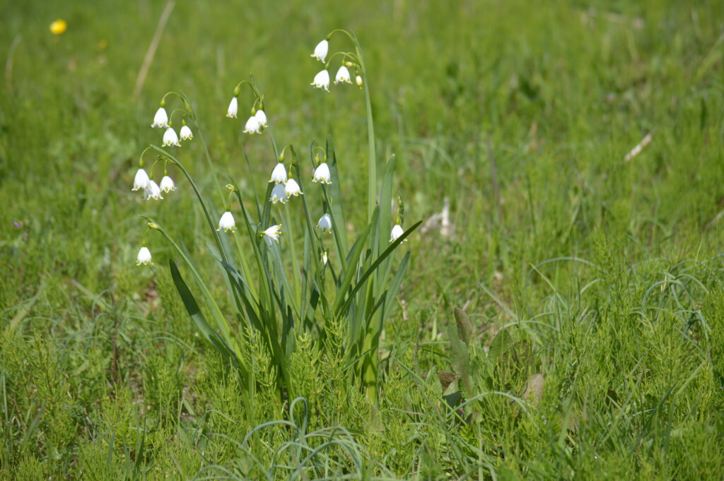 スノーフレーク　2024年4月7日撮影
