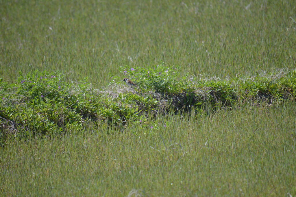 雀　2024年4月7日撮影