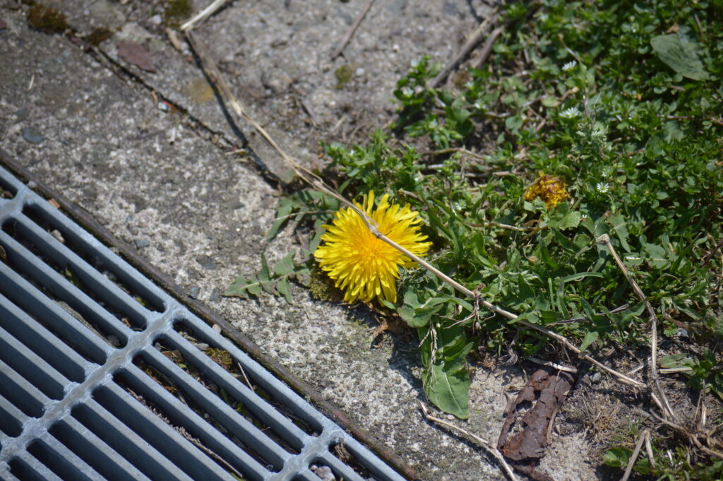 タンポポ　2024年4月7日撮影