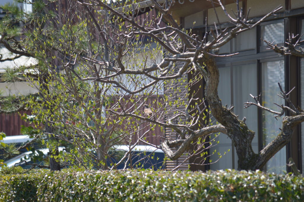 ツグミ　2024年4月7日撮影