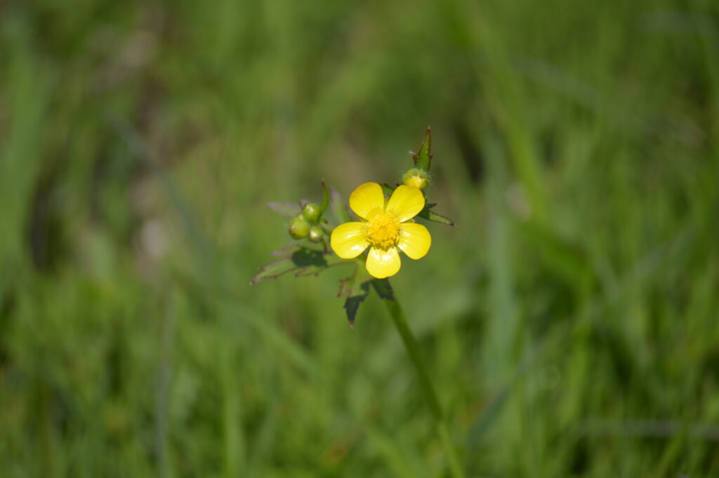 ウマノアシガタ　2024年4月7日撮影