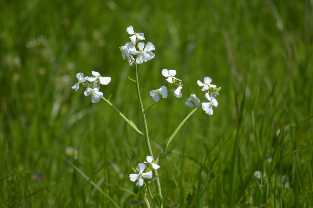 大根の花　2024年4月7日撮影
