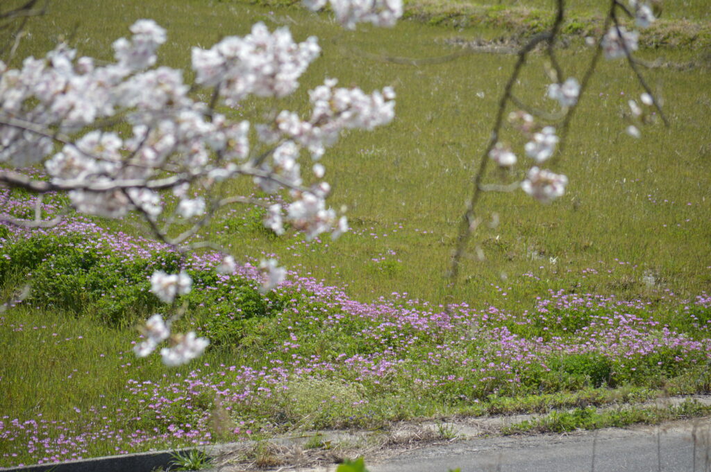 ゲンゲ　2024年4月7日撮影