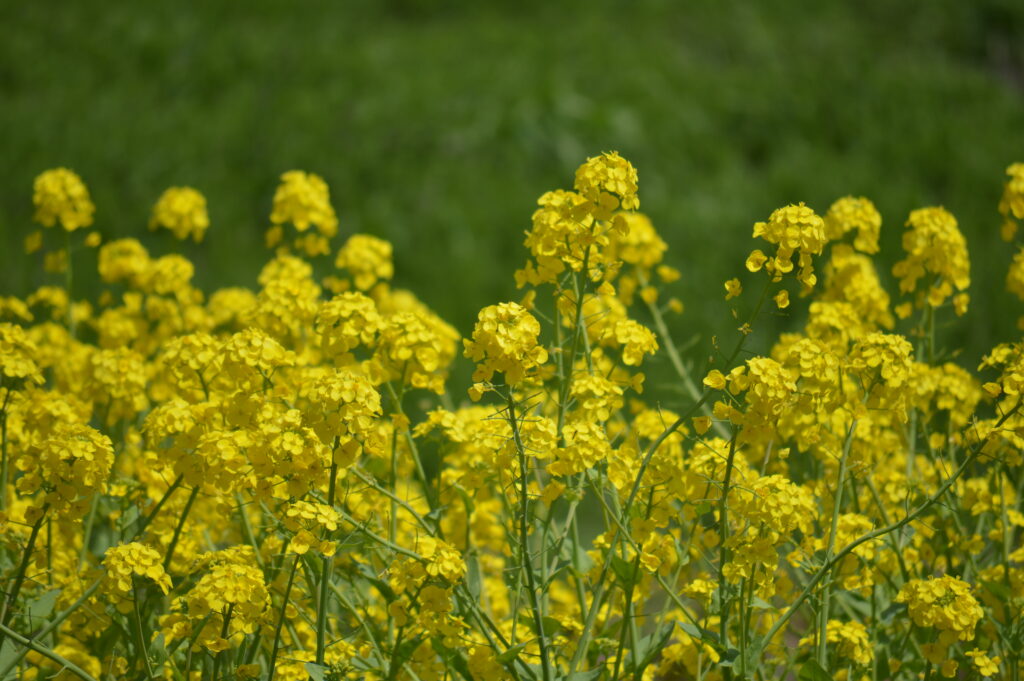 菜の花　2024年4月7日撮影