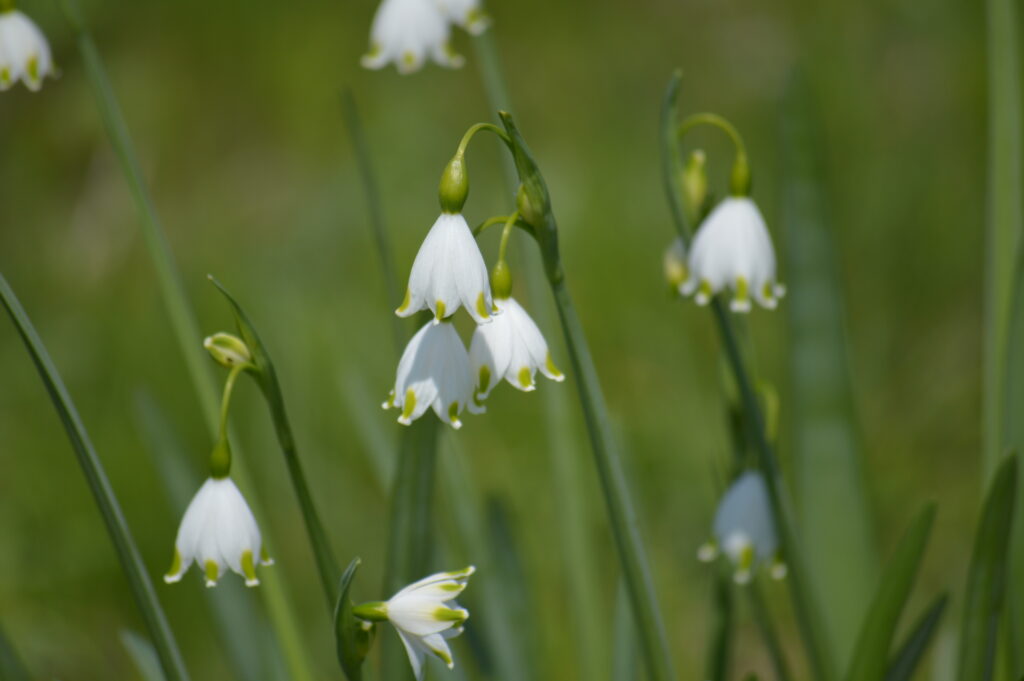 スノーフレーク　2024年4月7日撮影