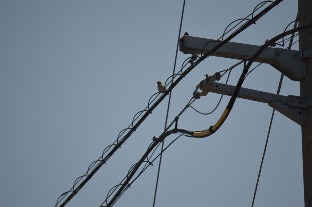 雀　2024年4月7日撮影