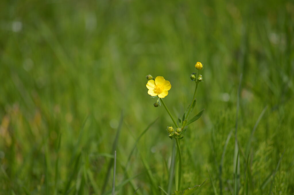 ウマノアシガタ　2024年4月7日撮影