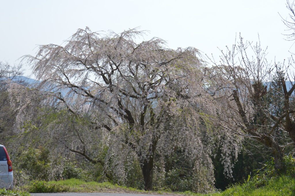 枝垂れ桜　2024年4月7日撮影