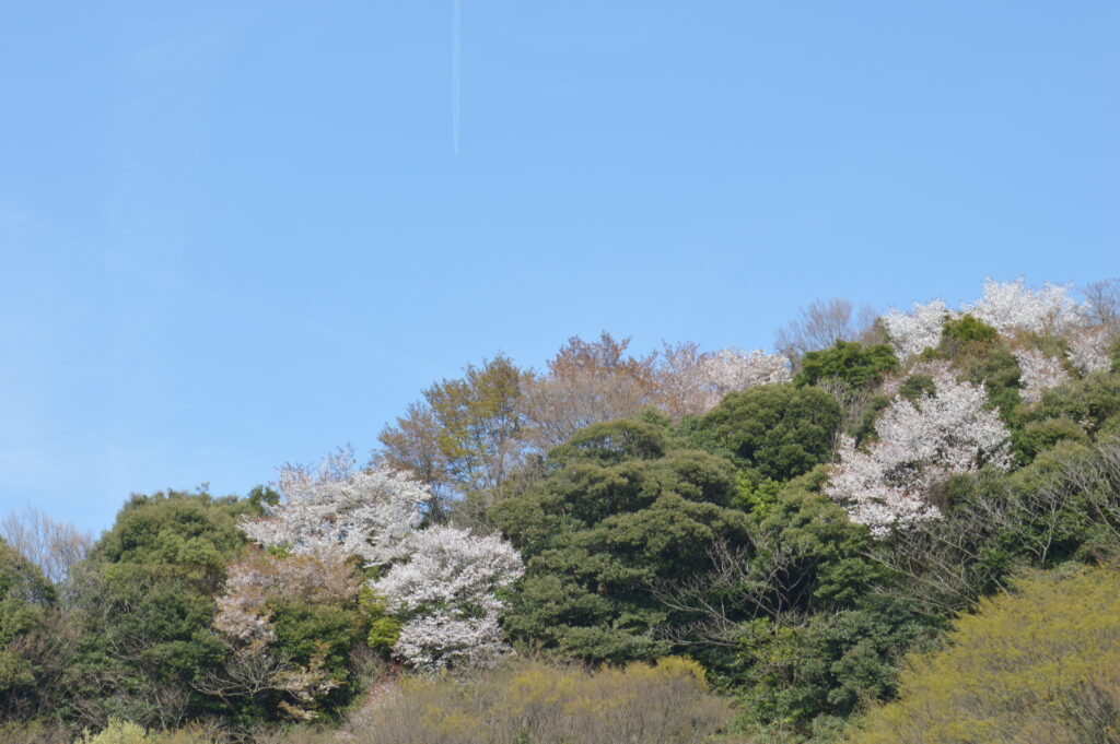 桜　2024年4月7日撮影