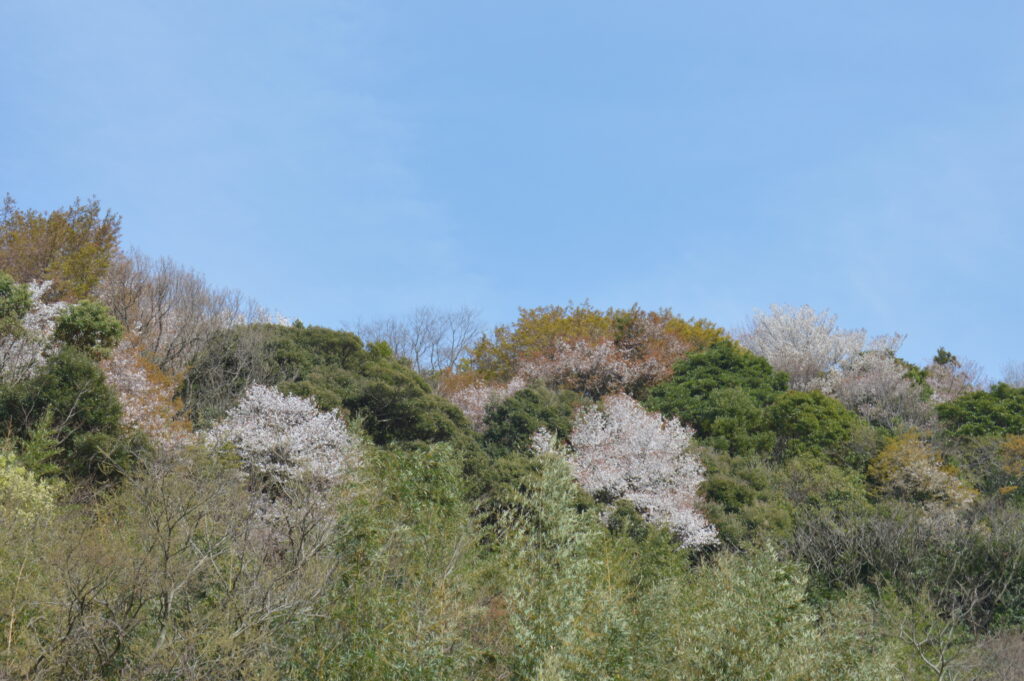 桜　2024年4月7日撮影