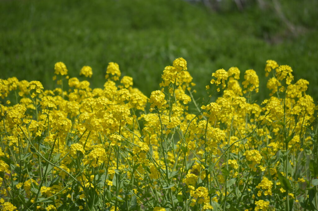 菜の花　2024年4月7日撮影