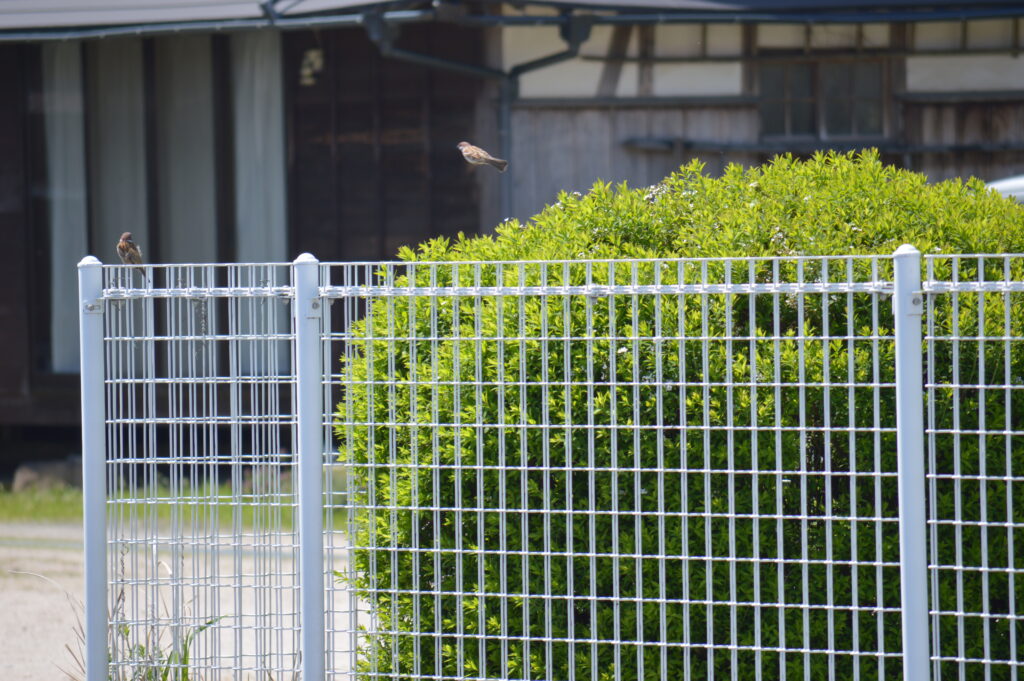 雀　2024年4月7日撮影