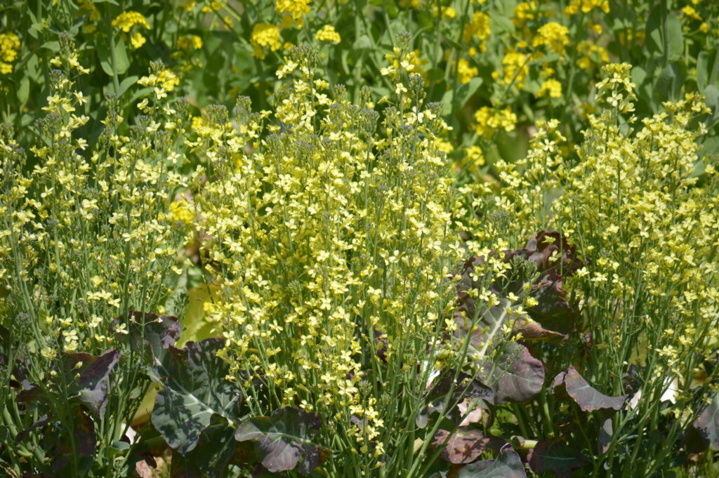 菜の花　2024年4月7日撮影