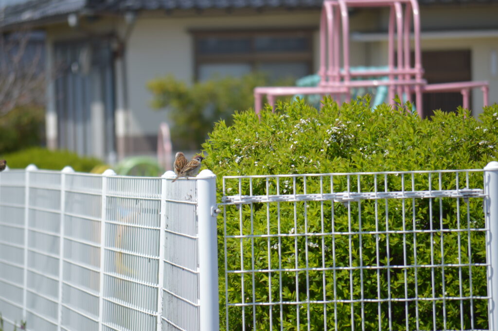 雀　2024年4月7日撮影