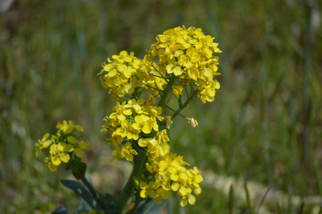 菜の花　2024年4月7日撮影