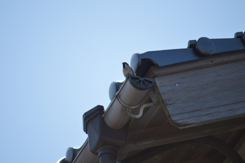 雀　2024年4月7日撮影