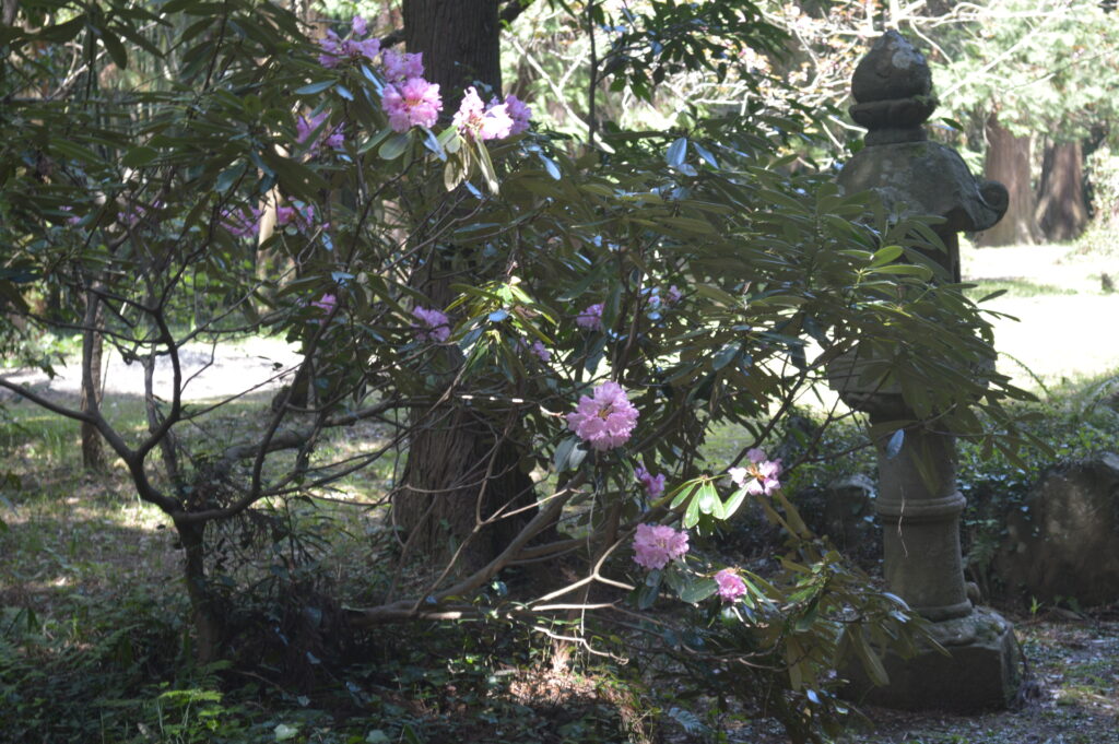 シャクナゲ　2024年4月14日撮影