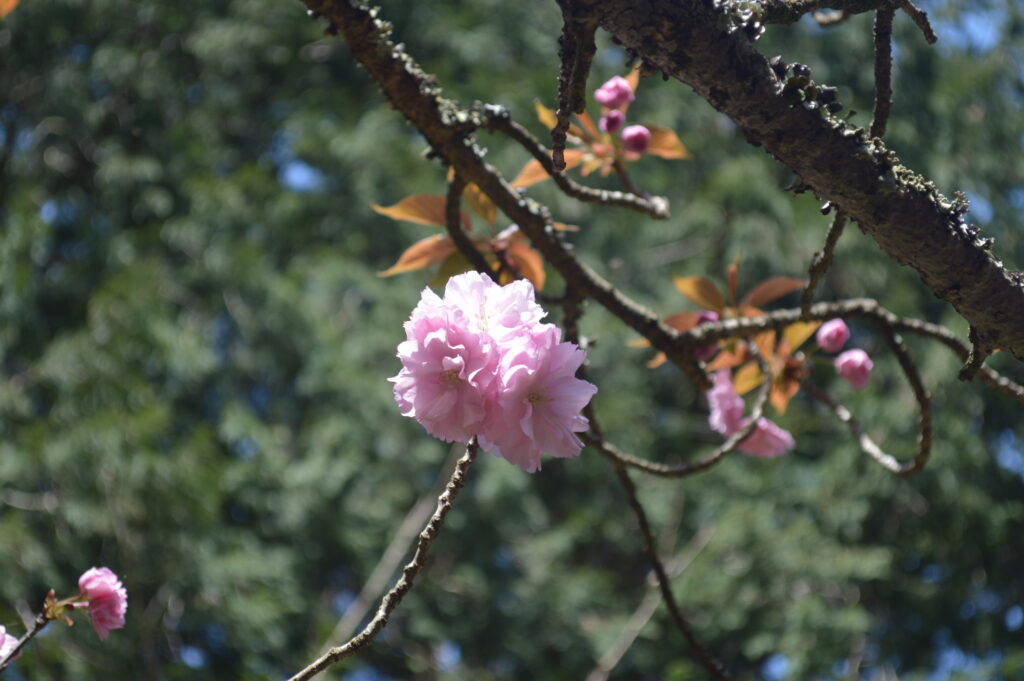 八重桜　2024年4月14日撮影