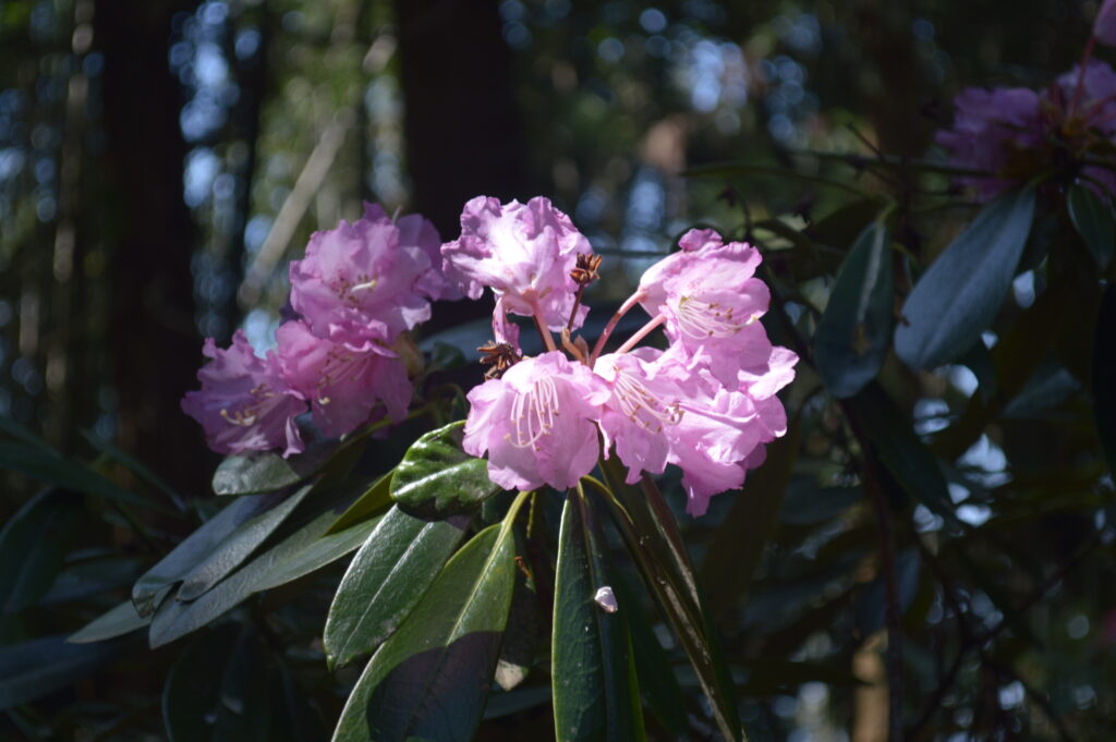 シャクナゲ　2024年4月14日撮影