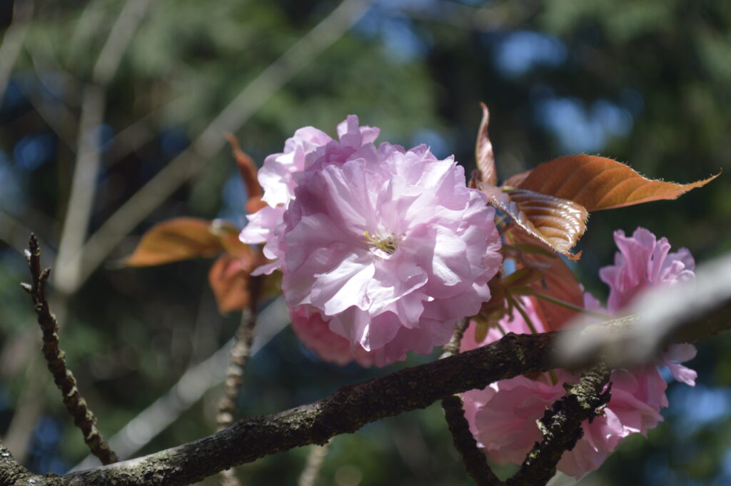 八重桜　2024年4月14日撮影