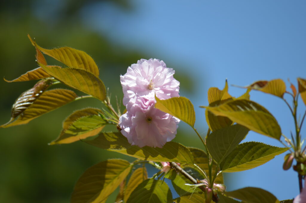 八重桜　2024年4月14日撮影