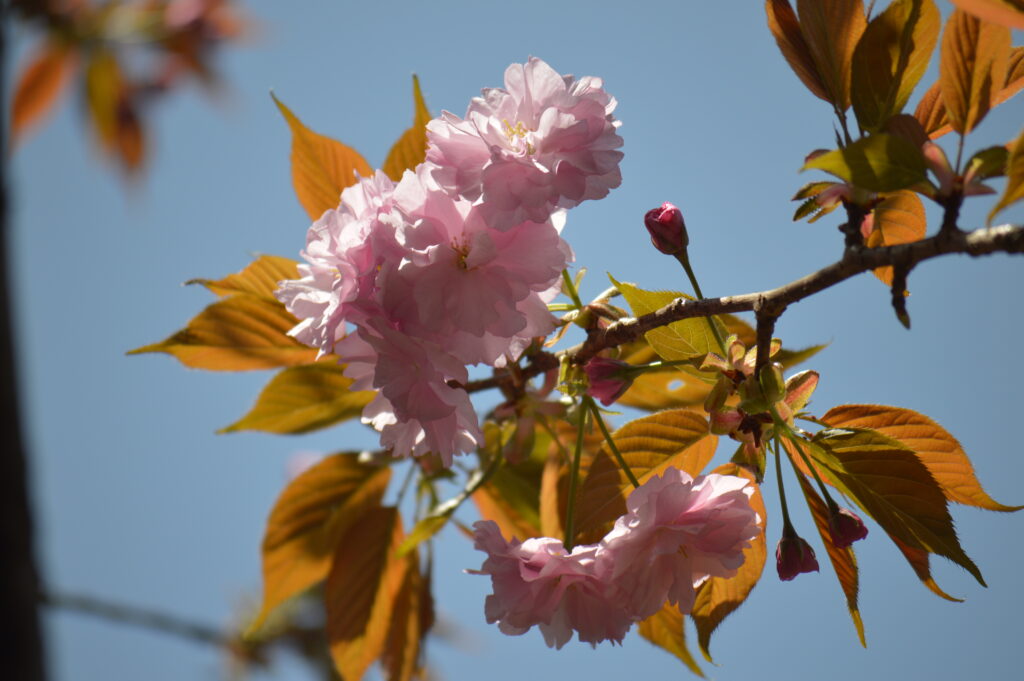 八重桜　2024年4月14日撮影