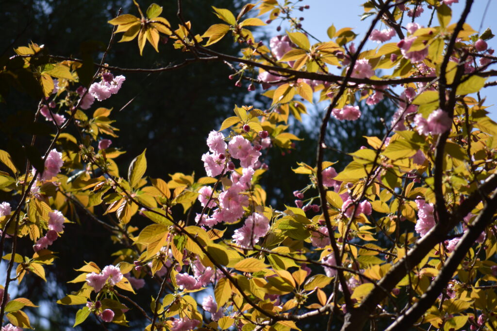 八重桜　2024年4月14日撮影