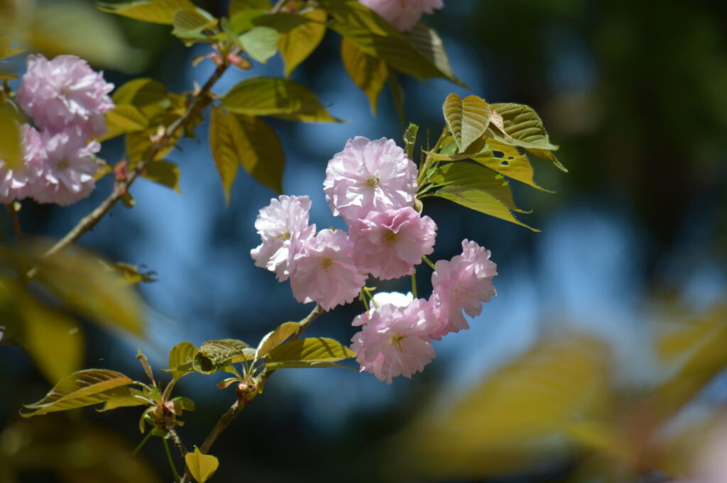 八重桜　2024年4月14日撮影