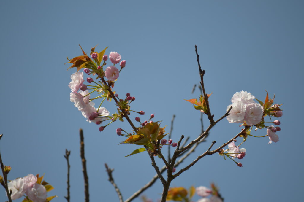 八重桜　2024年4月14日撮影