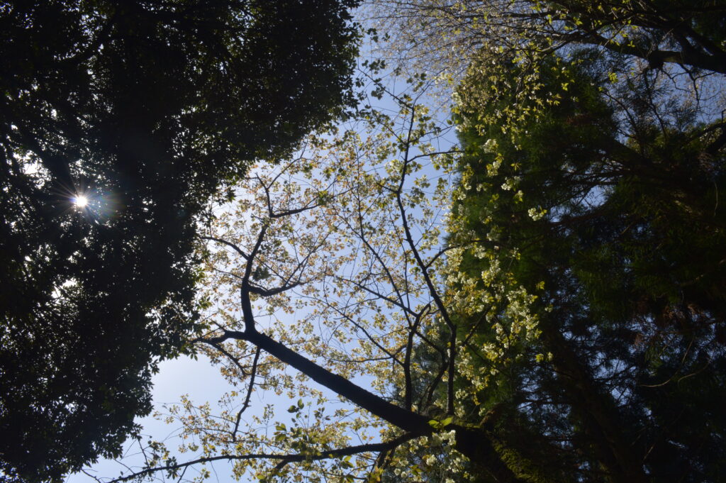 ウコンザクラ　2024年4月14日撮影