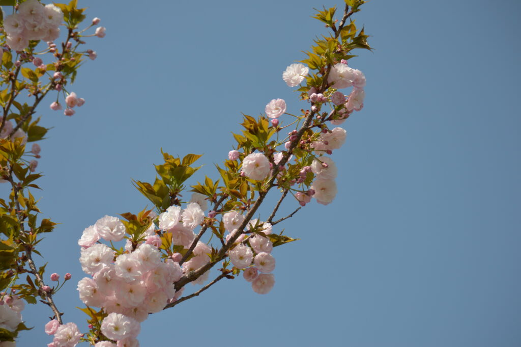 八重桜　2024年4月14日撮影