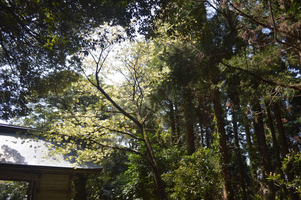 ウコンザクラ　2024年4月14日撮影