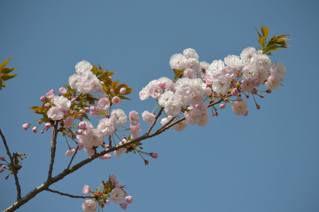 八重桜　2024年4月14日撮影